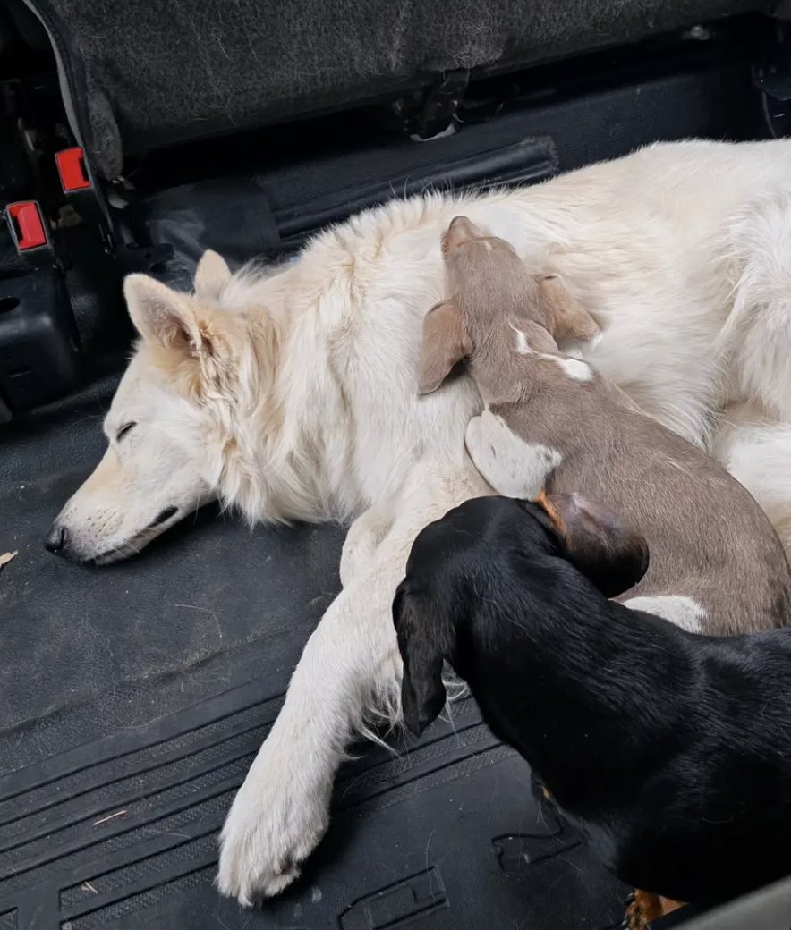 Neo napping with two puppies snuggled up