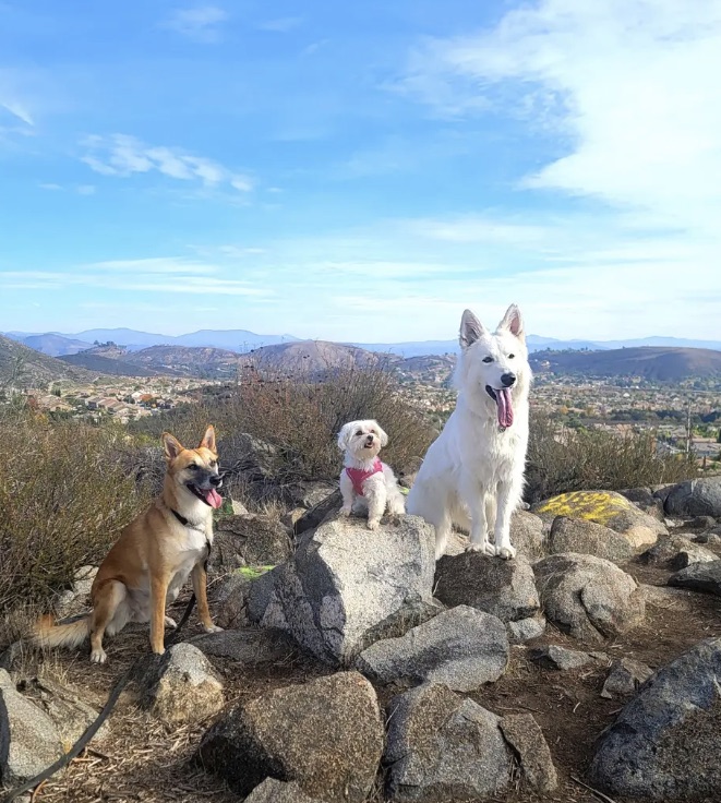 Neo, a tan dog and a little white dog posing on hilltop rocks above the valley