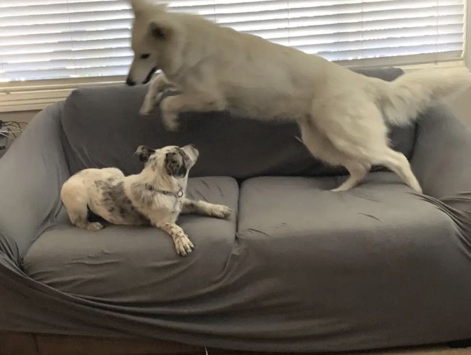 Neo leaping onto the couch to play with a merle pup