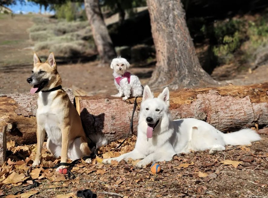 Three dogs posing on a log in the fall leaves