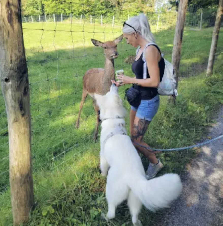 Neo calmly meeting a deer on a walk